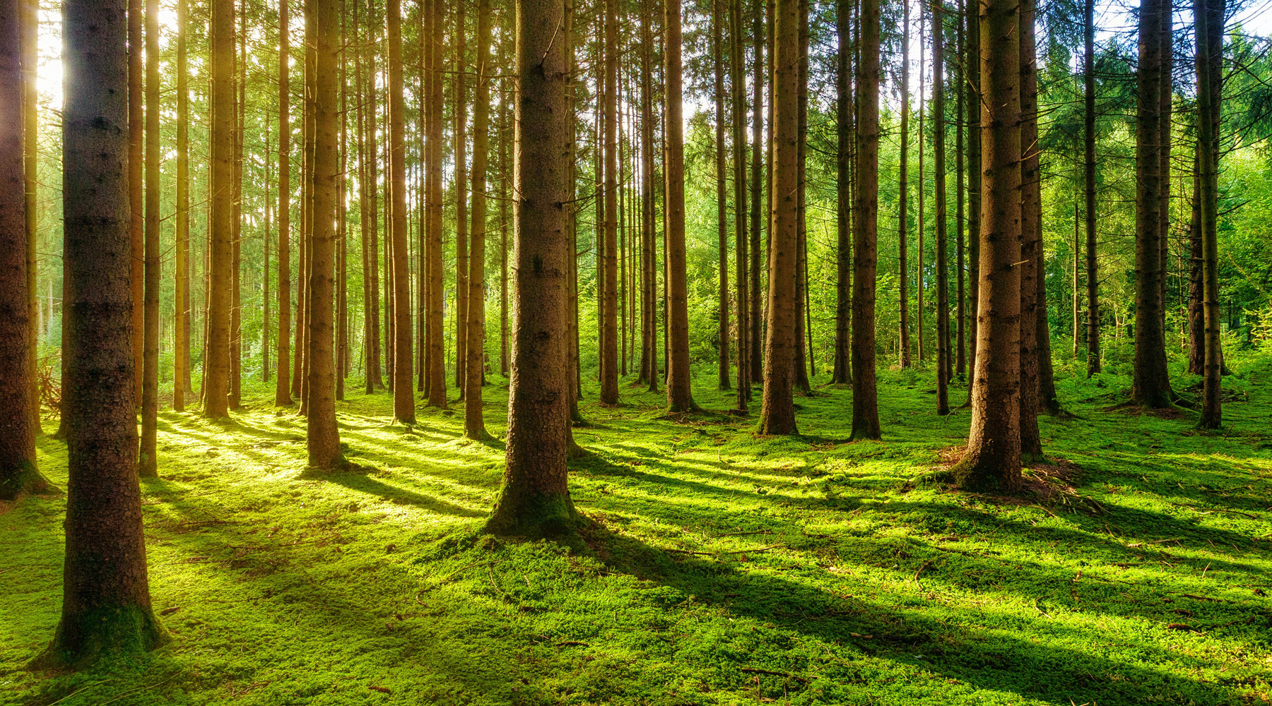 N. Peal delivering impactful climate action with Ecologi